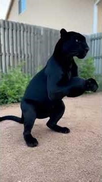 My Panther’s Street Workout harder than most humans 😎🐾 He’s Got Paws — What’s Your Excuse? #sora2