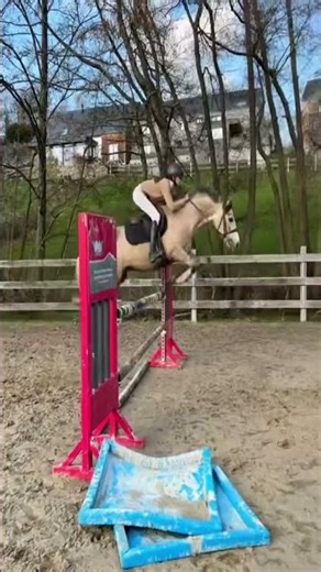 Pony for sale - Connemara pony for sale - equirodi.be