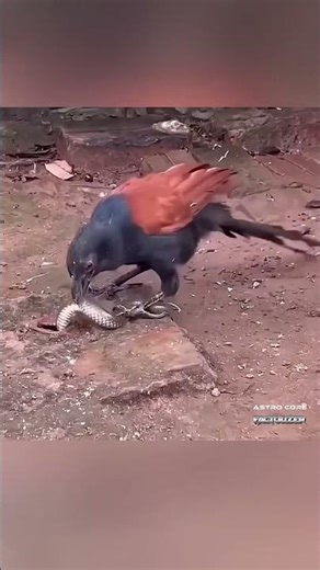 कोबरा भी इससे डरता है! 😱 #shorts