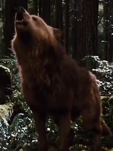 Jacob Transforming into a Twilight Wolf | Twilight Wolfpack Edit