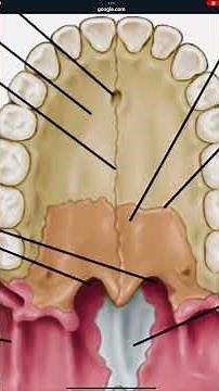 Push on this bone to expand jaw - how mewing can help you grow a 3rd set of teeth #anatomy￼ #mewing