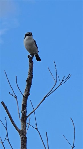 🖤🪶 Meet the Loggerhead Shrike — the “Butcher Bird” of the Everglades! 🪶🖤 Don’t let its cute looks fool you , this little songbird has a big personality. Known as the “Butcher Bird,” the Loggerhead Shrike (Lanius ludovicianus) is one of nature’s most fascinating hunters. Unlike hawks or owls, it doesn’t have talons, so it cleverly impales its prey (insects, lizards, even small rodents!) on thorns or barbed wire to save for later. In fact, male birds stock up a "cache" of the prey and females 