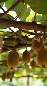 No cometas este error: así se cultivan kiwis en casa correctamente | Ideas y Trucos para el Hogar