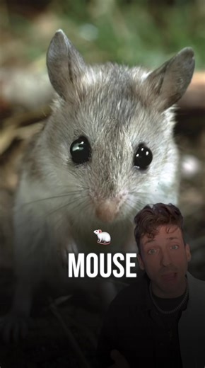 The Extraordinary Grasshopper Mouse: Nature's Predator