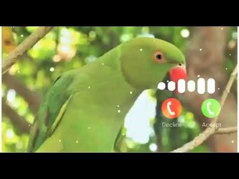 Cut Bird Ringtone || best ringtones || new notifications ringtone | vevo sms ringtone | ringtone