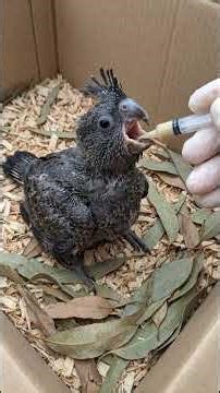 Found Broken & Alone... The Miracle Rescue of a Baby Cockatoo.‪@DailyPawNews‬ #wildlife #animals