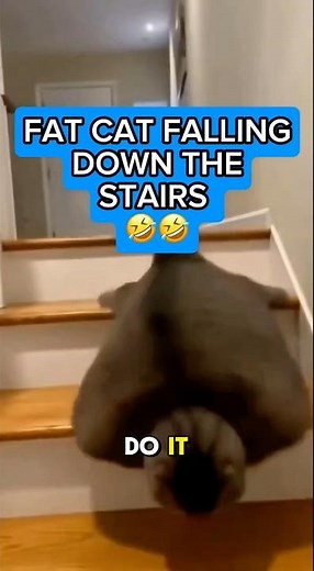 Fat cat falling down the stairs hilariously 🤭🤣 #funny #funnycats #fail