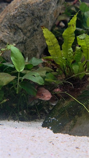 Meet our Teugelsi Bichir 👀🦖 Often called the Dinosaur Fish, this fascinating species is a primitive freshwater fish from Africa. They can breathe air, walk short distances on land using their strong fins, and have armour-like scales similar to ancient fish from millions of years ago. A true living fossil 😍 | Lake District Coast Aquarium, Maryport