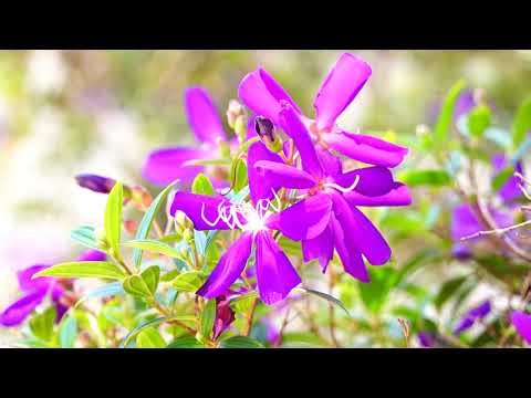Miracle violet. Délicates fleurs violettes au soleil.
