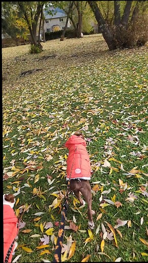 Hooligans on the loose.... #ilovemydog #bostonterrierlife #bostonterrier | Thor the Brown Boston