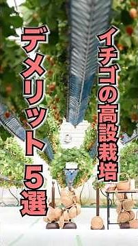 イチゴの高設栽培のデメリット5選 #いちご農家 #農業 #新規就農