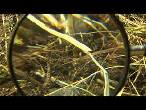 Zooni's digital debut @Cbeebies