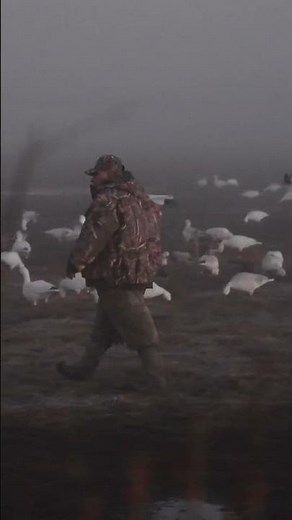 The Scottish Snow Goose Hunter