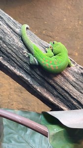 Giant Day Gecko showing off how he eats his shed skin every time. . #selfcare #gecko #daygecko #giantdaygecko #geckolove #geckogram #cohab | Wickens Wicked Reptiles