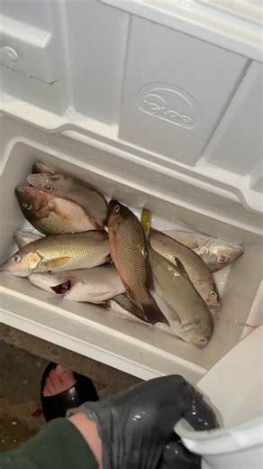 Mangrove Season Day 2 🔥 #fishing #fishingvideo #snapper #fishinglife #florida #fish #saltwaterfish