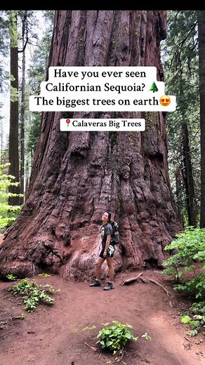 Exploring Calaveras Big Trees State Park in California