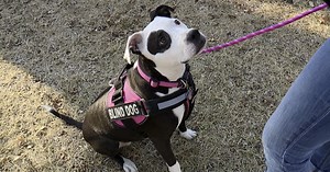 Leawood amends dangerous animal code, adds 'objective standards'