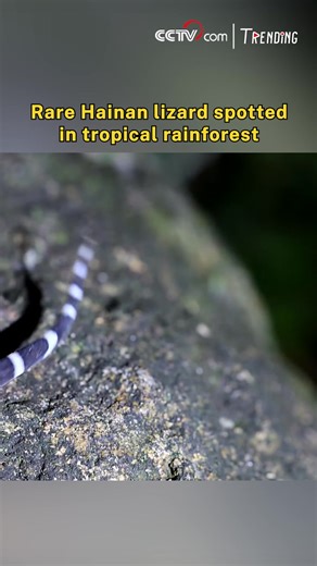 The Bawangling eyelid gecko, a critically rare species found exclusively within the Hainan Tropical Rainforest National Park, is a treasure of Chinese biodiversity. With its extremely limited wild population, this gecko is designated as a nationally protected animal, underscoring its immense ecological and scientific value to the region and the world. #Trending #ChorusofLife | CCTV
