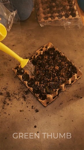 Create organic mushroom fertilizer using coffee grounds and shredded cardboard waste