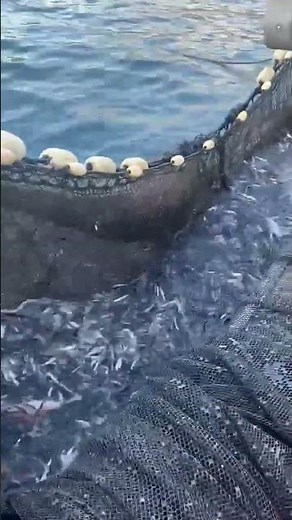 定置網漁は、仕掛けた網をひきあげてつかまえます。