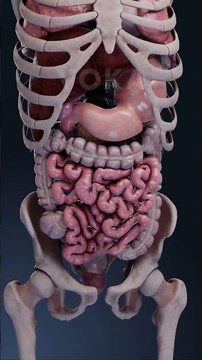 Peristalsis y segmentación: los movimientos complejos del intestino