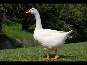 ΔΙΑΒΑΙΝΟΝΤΑΣ ΤΗΝ ΑΝΟΠΑΙΑ ΑΤΡΑΠΟ 2025 ΕΠ.35 ΧΗΝΑ Η ΑΝΗΣΥΧΗ ΗΡΕΜΙΑ ΣΤΗΝ ΣΑΝΤΟΡΙΝΗ, ΒΑΣΙΛΗ ΕΦΥΓΕΣ ΝΩΡΙΣ