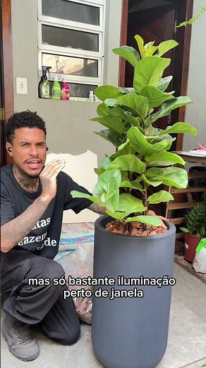 Como ter uma Fícus Lyrata saudável em ambiente interno I Nordic Green