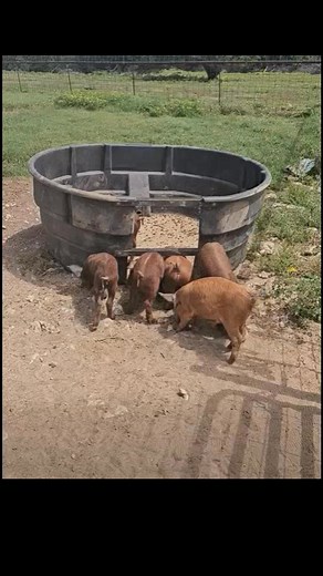 Catching piglets! After years of having traps, stalls, and crates destroyed by sows, this is our final working design and we are super happy with it. | Cedar Break Farms