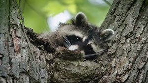 National Geographic Animals on Instagram: "📸 By @agoetzfilm - In the natural world, away from human populations, raccoons typically find their food in the water. Crayfish, frogs and other aquatic critters are a good meal to a raccoon. This sleepy raccoon has found a nice tree to nap in, just above a wet lowland in Ohio where it searches for meals. To see more wildlife, follow @agoetzfilm #natgeowild #nationalgeographic #natgeo"