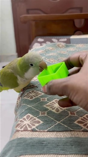 Kiliyae kiliyae🥳😉#playing #talkingparrot #viralvideo #trendingshorts #birds #monkparakeet