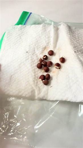 A forma mais fácil de fazer a germinação da flor de feijão doce Em um papel toalha húmido coloque as sementes, depois coloque o papel com as sementes dentro de um saco ziploc e leve para perto de uma janela bem iluminada. Isso para quem mora em lugar de inverno bem frio como é o meus caso. Já usei a janela do lado da casa que pega o sol mais quente, mas desde ano passado deixo elas debaixo da lâmpada de cultivo por dezesseis horas. Dessa forma elas germinam bem bem rápido. Iniciei no dia 28 de d