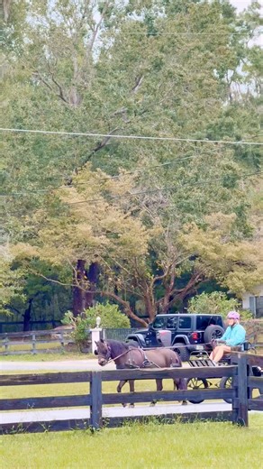 2.7K views · 19 reactions | The horses were very excited to see a new traveler walking by the house  | D & D Ranch | Facebook