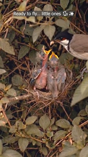 Part 3: Red-whiskered Bulbul #Nature #Bird #Hatching #NewLife #Cute #Wildlife #Timelapse #Shorts