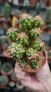 Cereus repandus f. monstrous 🌵 #bikolanahardinera | Bikolanahardinera