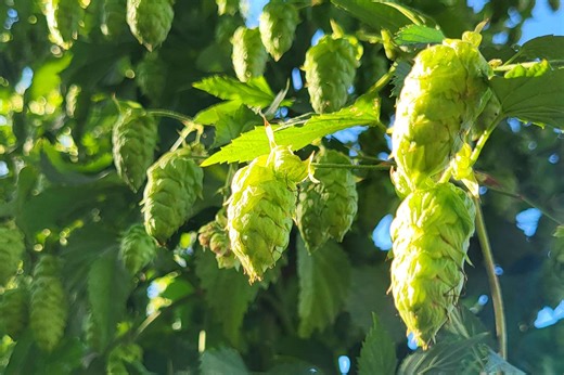 These Beers Are Vibrant, Fresh, and Only Have a 6-Week Release Window