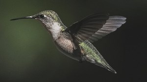 The 8 best annual plants to attract hummingbirds in the garden