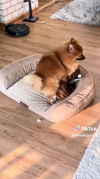 Why does my neutered dog still humps his toy?