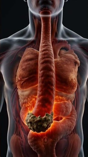 “How Food Gets Digested in Our Body? | Digestive System Animation”“From Mouth to Stomach