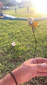 Beautiful baby macaw 😍 blue and gold macaw 💙💛 hand raise baby birds - #friendlyᥫᩣシ #reelsviralシ #reelsfypシ #reelschallenge #explorepage #birdphotography #birdwatching #challenge #PetCare #trend | fine feathered friends