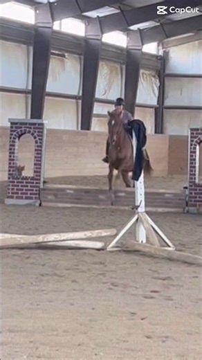 Jumpy jumpies 😂 #horse #equestrianjourney #horseriding #horsetrack #horsegirl
