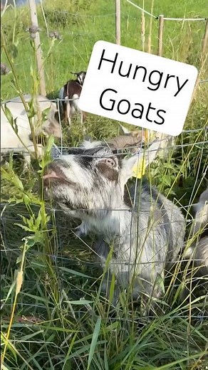 This goat was the greediest of the herd😄 #animalvideos #goated