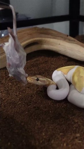 Feeding our Ball Python a Rat!!! #shorts