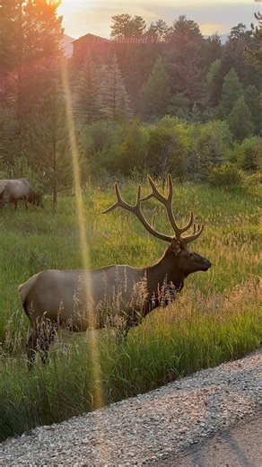 Anyone recognize the big bull in the background? He’s a rare gem 💎 to find. A perfect summer sunset spent with these bulls in the Rockies! 🦌 #WildlifeWonders #BigBull #BullElk #ElkRut #ColoradoWildlife #Wapiti #Split5 #UntamedNature #WildlifeReels #RawNature #RMNP #ExploreColorado #ColoradoAdventure #WildlifeEncounters #NatureReels #fypvideo | The Untamed View