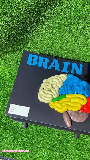 Crafter🫟 | School Project🇯🇲 on Instagram: "Simple Brain Model #halfbrain #creativeprojects #JAMAICA #mysmallbusiness #schoolprojecthelp"