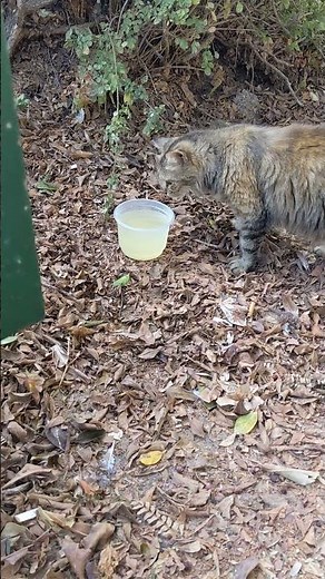Кошка никогда не кушала куриный суп 😻🍲 Смешные коты 😹 Fluffy cat has never eaten chicken soup 😸 Meme