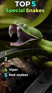 Top 5 Special Snakes That Look Completely Unreal 🐍🔥#top5 #special #snake #viralanimals #amazing