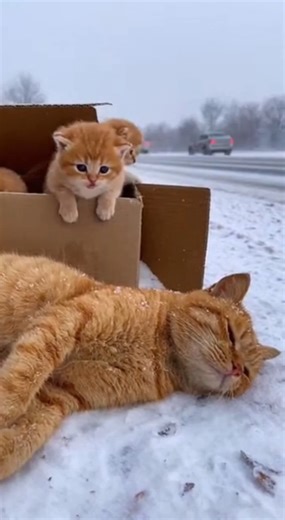 Last-minute rescue 💔