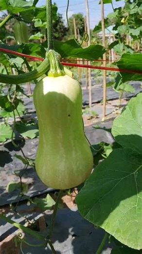 พาชมฟักทอง บัตเตอร์นัท #ลูกดกๆ #ฟักทอง #บัตเตอร์นัท