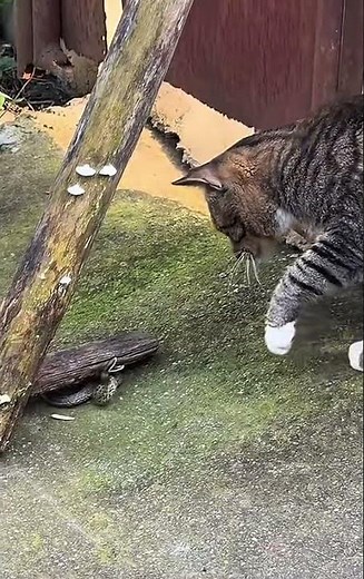 Cat vs. Snake: A Battle of Instincts