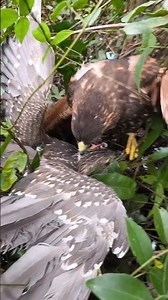 Harris hawk attack big bird